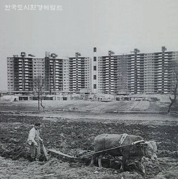 1980년대 현대식 아파트와 소가 밭을 가는 대비적인 압구정동의 모습, - 출처 서울역사아카이브 - 